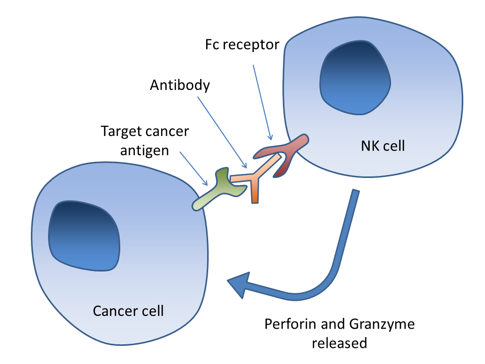 T-Cells And Stuff